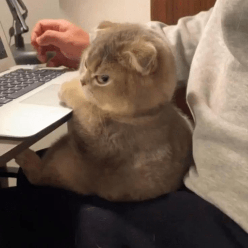 Cats 1