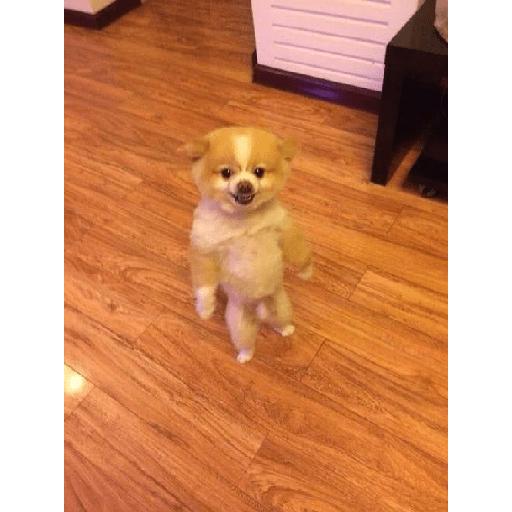 Dogs 🐶 6