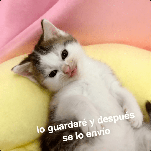 GATOS RANDOM - PARTE 55 15