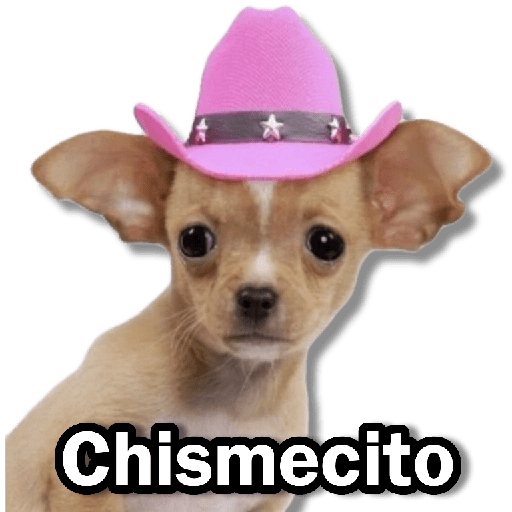 Memes Chihuahua🐶 3