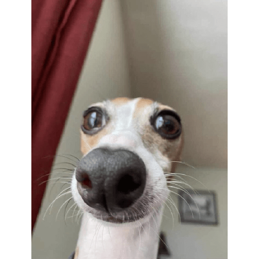 Dogs 🐶 26