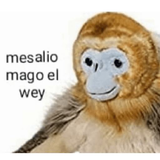 MEMES RANDOM PARTE 65 22