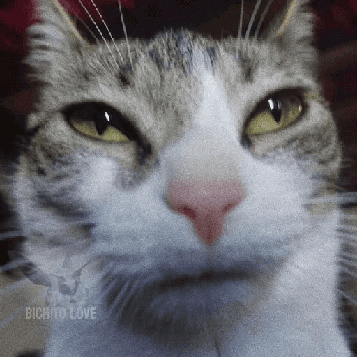 GATOS RANDOM - PARTE 55 20
