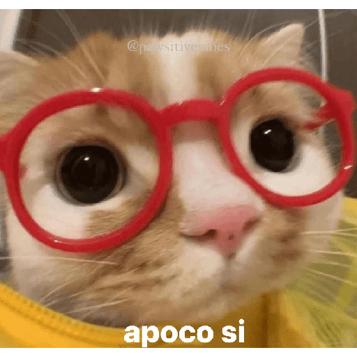 GATOS RANDOM - PARTE 55 12