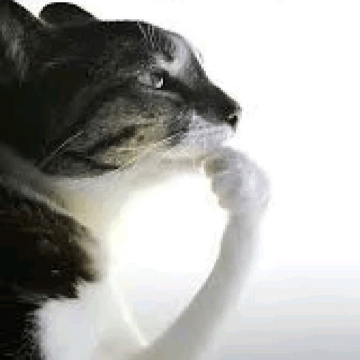  ׅ   ㅤ🦐꤮    ׂ   :  Random 4