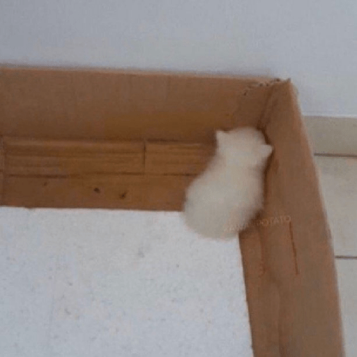 Cat Mode :v 6