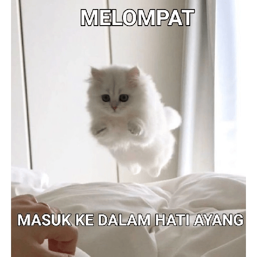 Kucing bucin 9
