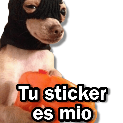 Memes Chihuahua🐶 1