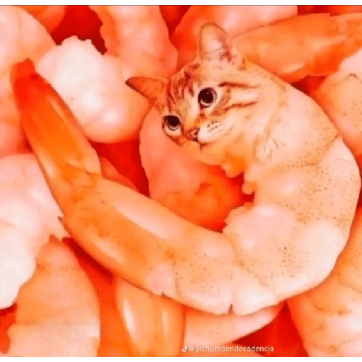 GATOS RANDOM - PARTE 55 23