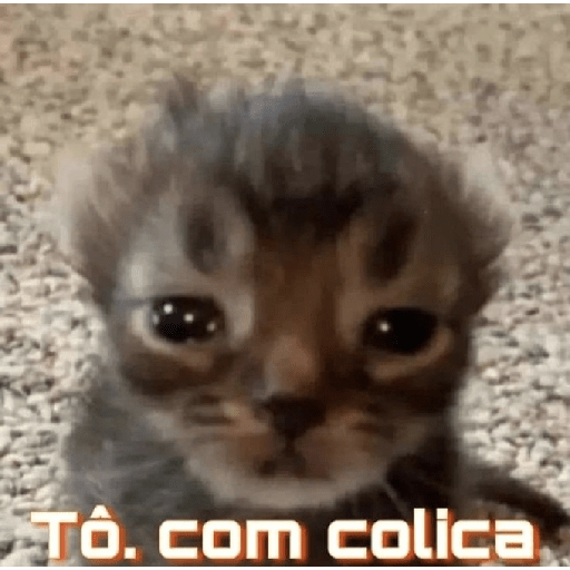 Gatinhossss 4