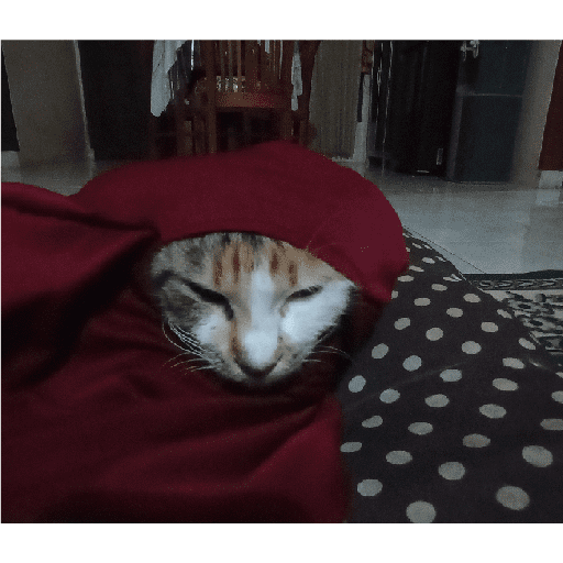 Kucing 4