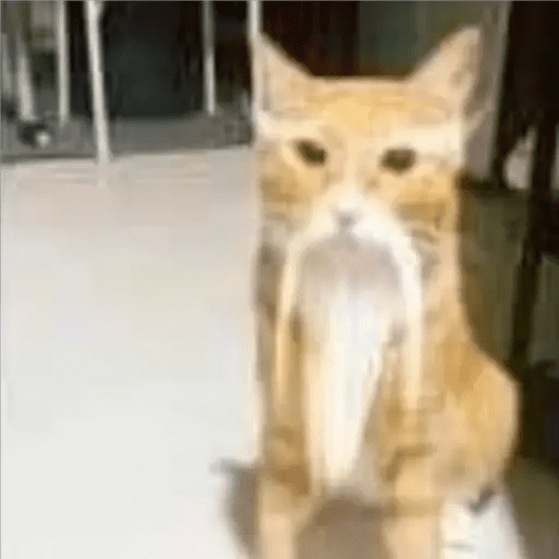 GATOS RANDOM - PARTE 55 17