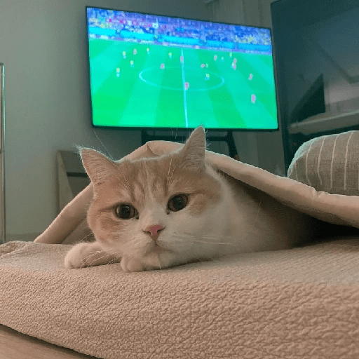 Cats 28