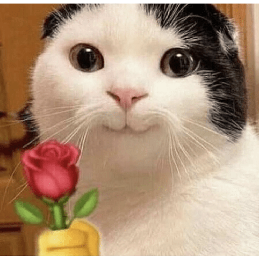 Cute cat 7
