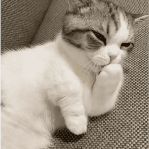 GATOS RANDOM - PARTE 17 23