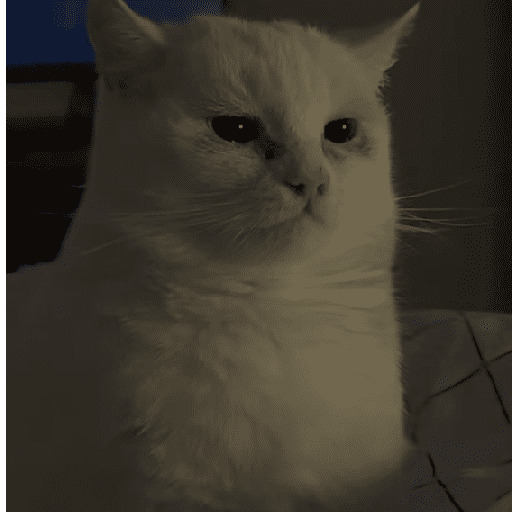 GATOS RANDOM - PARTE 17 26