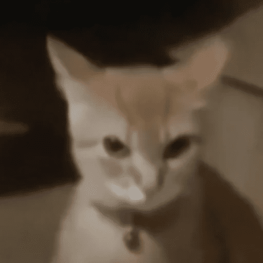 GATOS RANDOM - PARTE 17 22