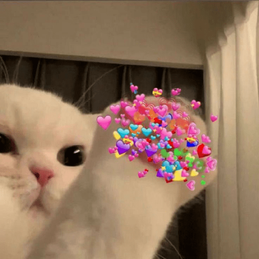 Gatos memes 10