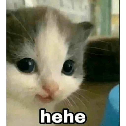 Gatos memes 13