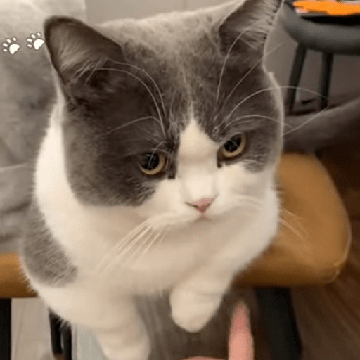 Gatos enojados 21