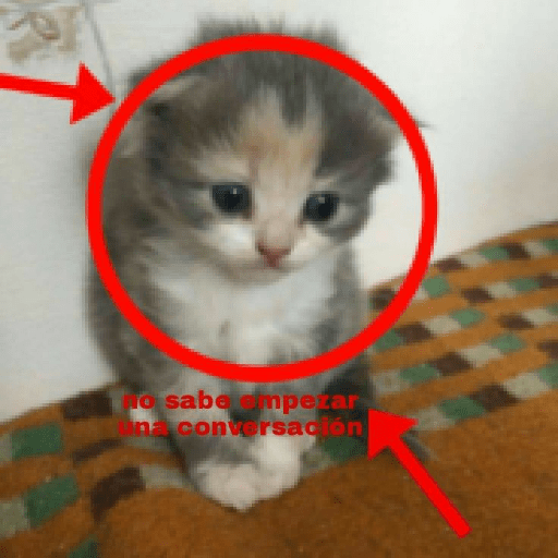 Gatos memes 3