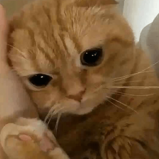 Gatos enojados 19