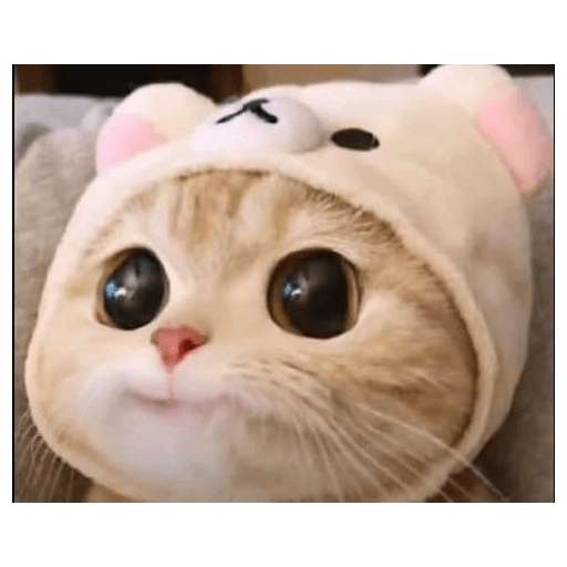 Cute cat 12