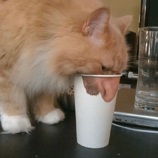 Cats 24