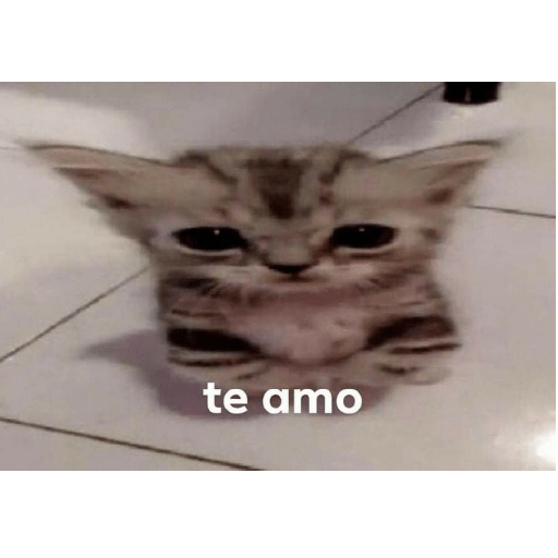 Gatos memes 1