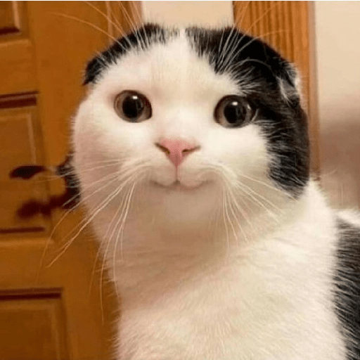 Cute cat 4