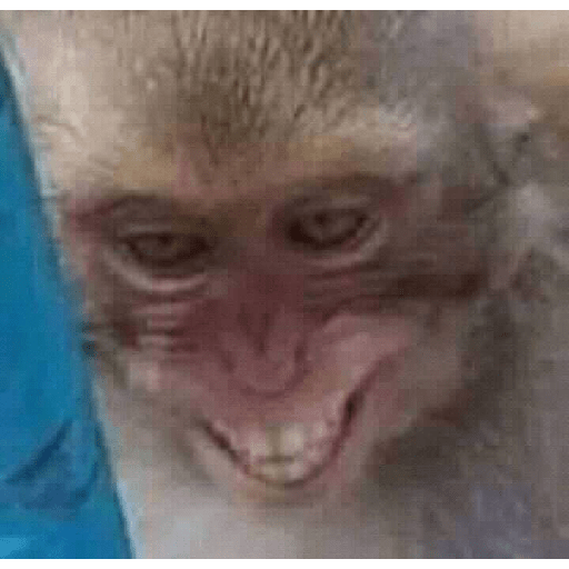 Macacos 😭🐒 5