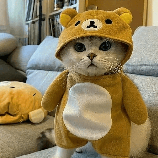 Cats 26