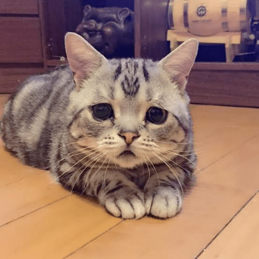 Gatos enojados 18