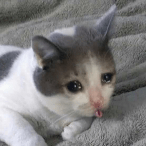 Gatos enojados 14