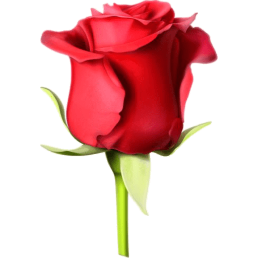 Flores 🌷 8