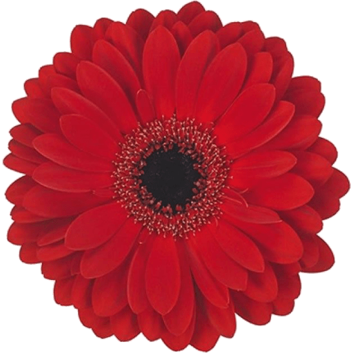 Flores 🌷 14
