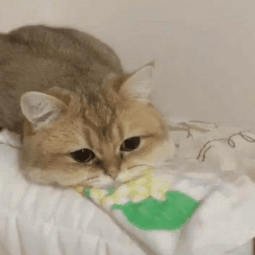 Gatos enojados 13