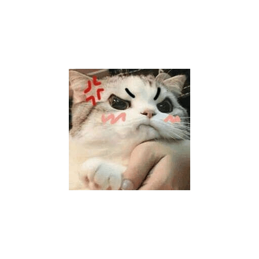 Cute cat 6