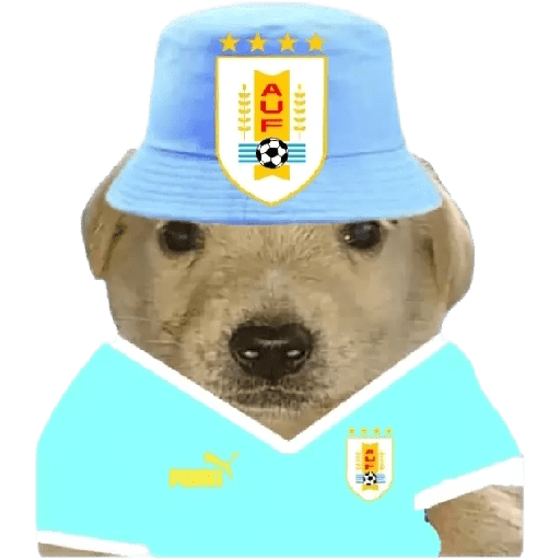 Perritos copa América 12