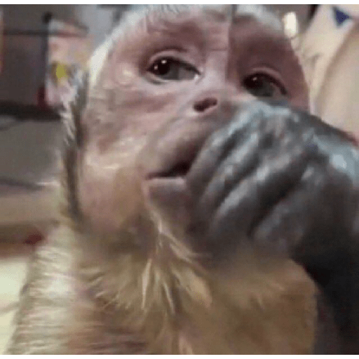 Macacos 😭🐒 1