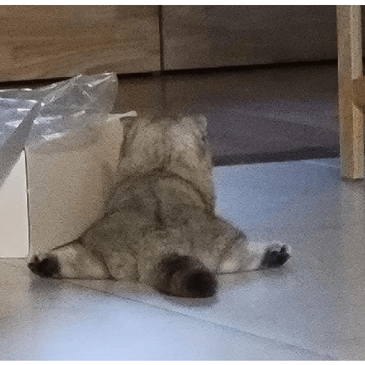 Cute cat 9