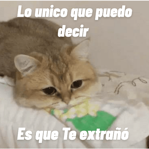 Gatos enojados 16