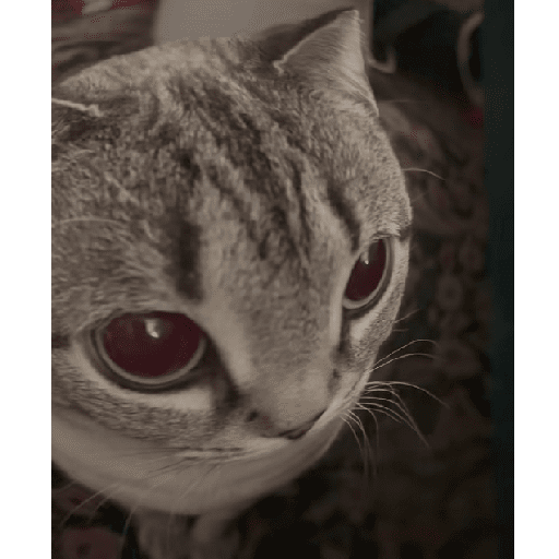 GATOS RANDOM - PARTE 17 25