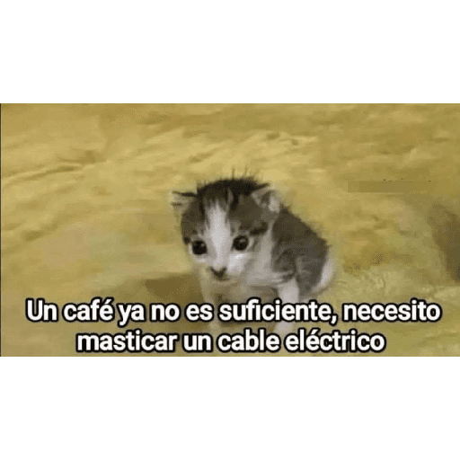 GATOS RANDOM - PARTE 17 28