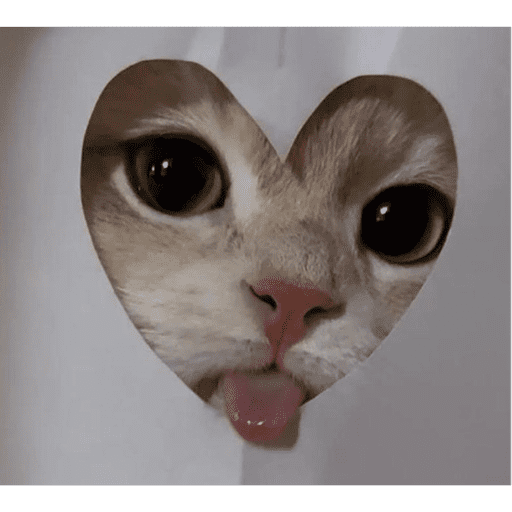 Papas Gatito 9