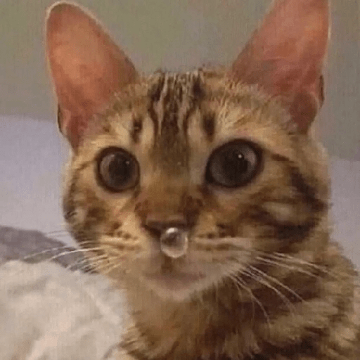 Cats 21