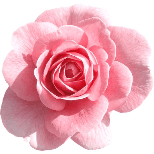 Flores 🌷 4