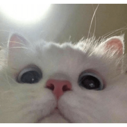Gatos memes 11