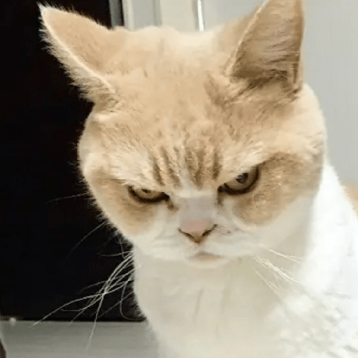 Gatos enojados 22