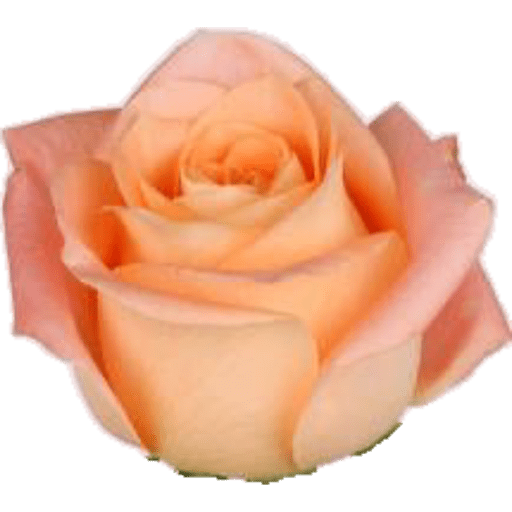 Flores 🌷 10